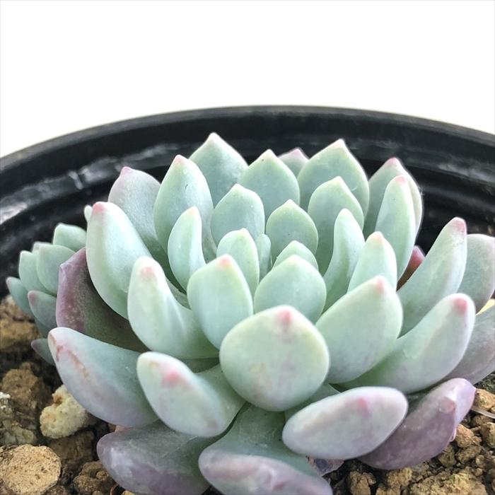 日本花キ流通 多肉植物 hmエケベリア アモエナ ラウ065 多肉植物 6cm
