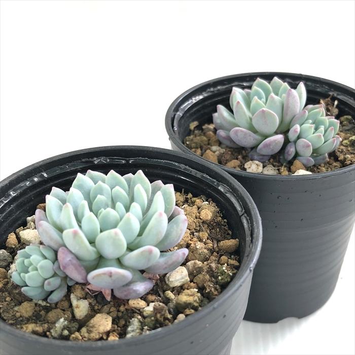 日本花キ流通 多肉植物 hmエケベリア アモエナ ラウ065 多肉植物 6cm