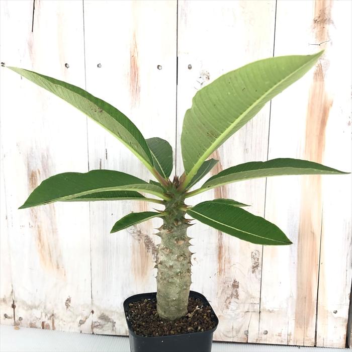 多肉植物 Caパキポディウム バロニー 多肉植物 パキポディウム コーデックス 3 5号鉢 Z フラワーネット日本花キ流通 通販 Yahoo ショッピング