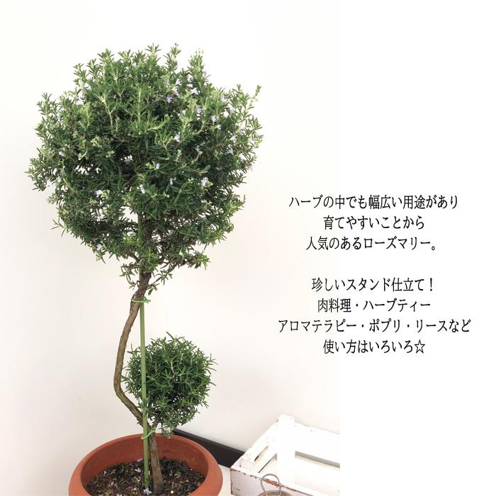予約販売 ローズマリー スタンド仕立て 7号鉢 送料無料 ハーブ 9月下旬以降発送 Herb Z フラワーネット日本花キ流通 通販 Yahoo ショッピング