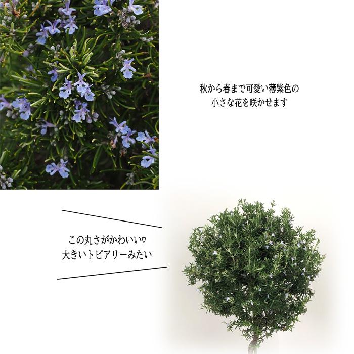 日本花キ流通 ローズマリー スタンド仕立て 7号鉢 送料無料 虫除け 立