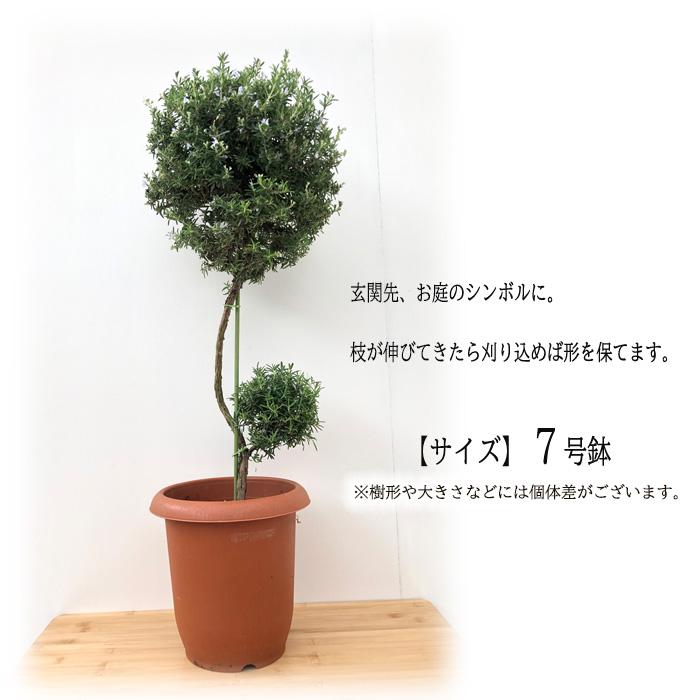 ハーブ・ローズマリー（スタンドタイプ）香り高い❗ボリューム◎！観葉植物！高さ85 ハーブ・ローズマリー（スタンドタイプ）香り高い❗ボリューム◎！観葉