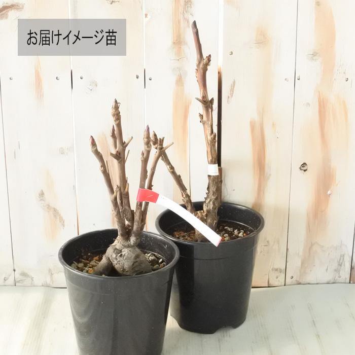 日本花キ流通 予約販売 牡丹 ゴールデンボール 6号鉢 開花予定株 3年生