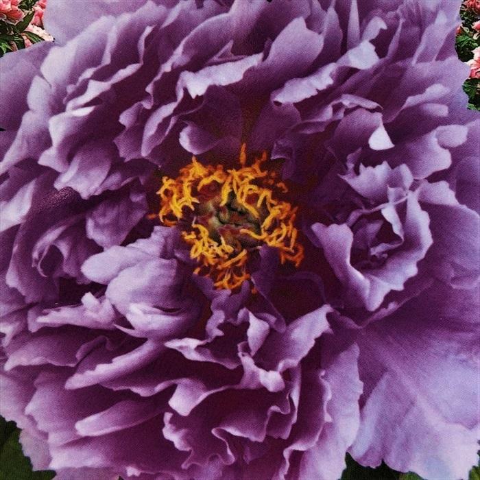 予約販売 11月上旬以降発送予定 牡丹 鎌田藤 6号鉢 開花予定株 3年生特上株 ボタン 苗木 Z フラワーネット日本花キ流通 通販 Yahoo ショッピング