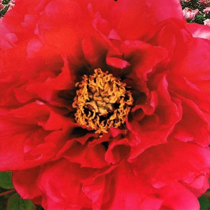 予約販売 牡丹 花王 6号鉢 開花予定株 3年生特上株 ボタン 苗木 Toy 11月下旬以降発送 Z フラワーネット日本花キ流通 通販 Yahoo ショッピング