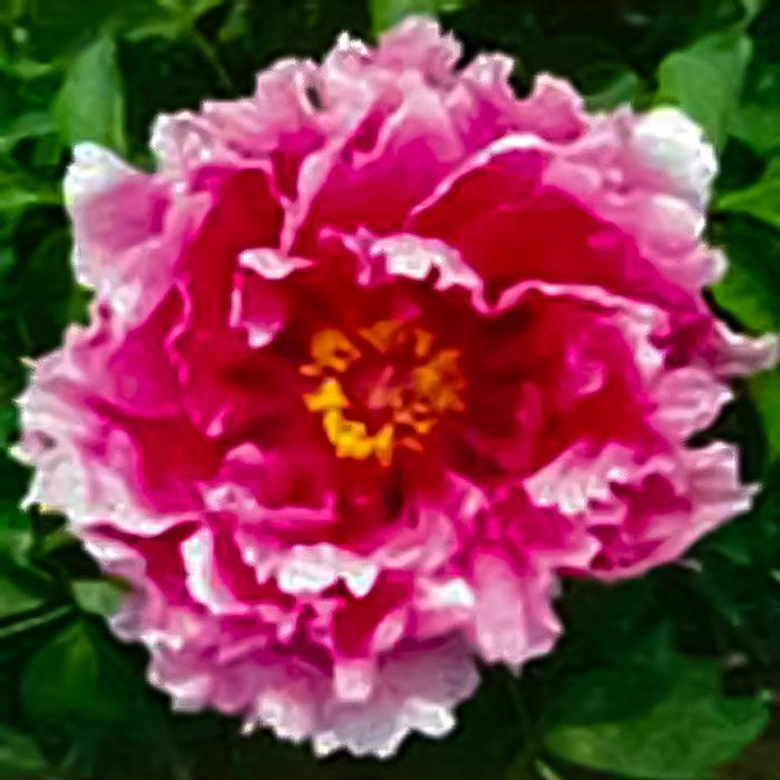 予約販売 牡丹 月桂冠 6号鉢 開花予定株 3年生特上株 ボタン 苗木 Z フラワーネット日本花キ流通 通販 Yahoo ショッピング