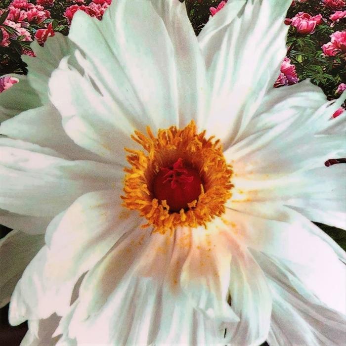 日本花キ流通 牡丹 御国の曙 6号鉢 開花予定株 3年生特上株 ボタン