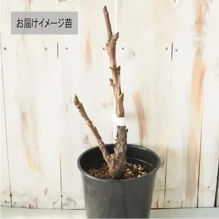 日本花キ流通 予約販売 牡丹 島根白雁 6号鉢 開花予定株 3年生特上株