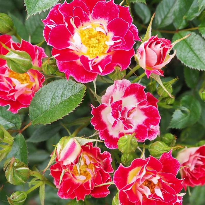 日本花キ流通 予約販売 バラ苗 バラ大苗 つるバラ リトルアーティスト