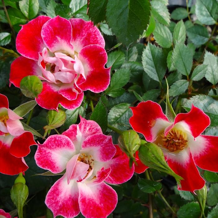 日本花キ流通 予約販売 バラ苗 バラ大苗 つるバラ リトルアーティスト