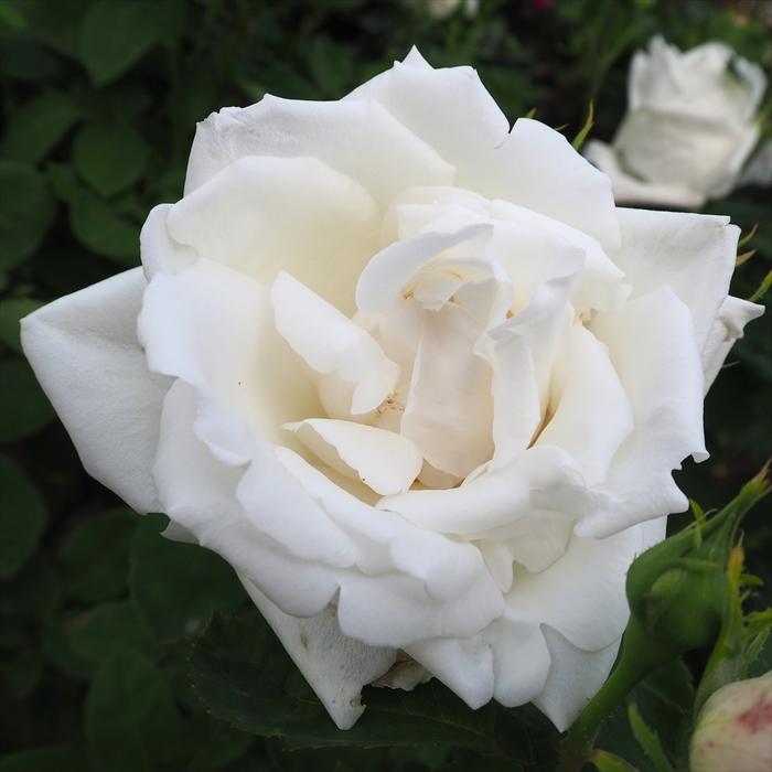 予約販売 バラ苗 バラ大苗 白不二 フラウ カール ドルシュキ つるバラ 薔薇 バラ Troe 12月上旬以降発送 Z フラワーネット日本花キ流通 通販 Yahoo ショッピング