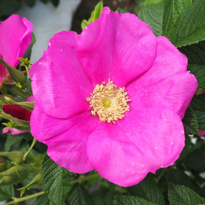 予約販売 バラ苗 バラ大苗 ハマナスピンク ロサ ルゴサ プレナ ロサ ルゴーサ プレナ 薔薇 バラ Sp Troe 12月上旬以降発送 Z フラワーネット日本花キ流通 通販 Yahoo ショッピング