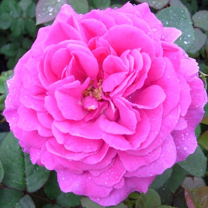 日本花キ流通 予約販売 バラ苗 バラ大苗 オールドローズ マダム