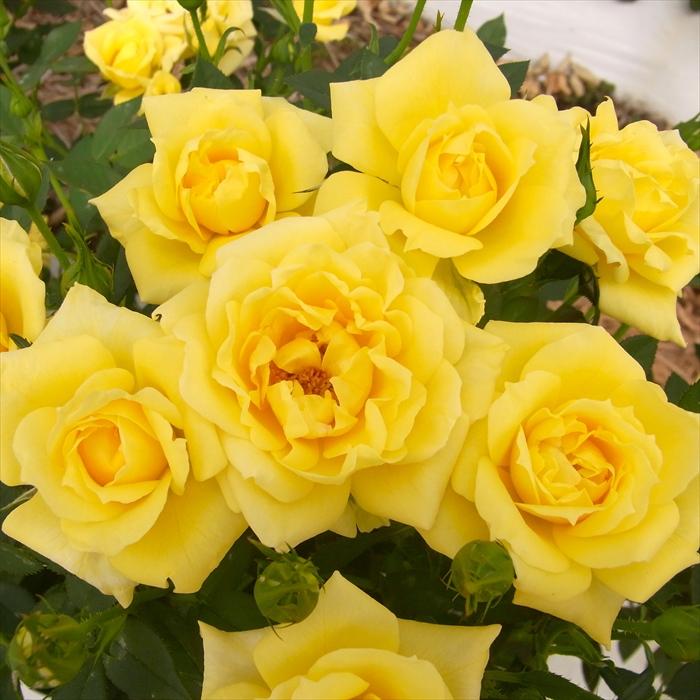 日本花キ流通 予約販売 バラ苗 バラ大苗 中輪 ドロラ 四季咲き 薔薇