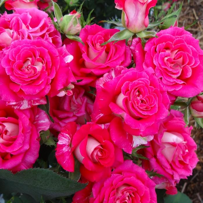 日本花キ流通 予約販売 バラ苗 バラ大苗 中輪 ファンタジア