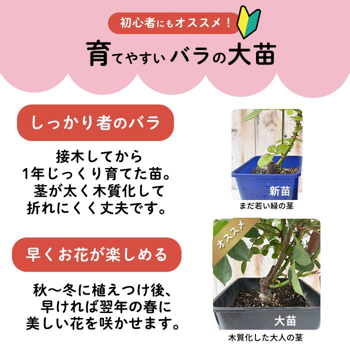 日本花キ流通 予約販売 バラ苗 バラ大苗 中輪 シャンパンカクテル