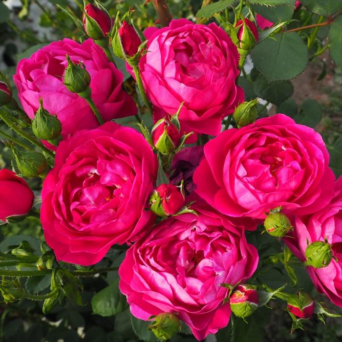 Beaniebaby 超希少 バラ中苗 切花 大輪 Beaniebaby」 切り花品種バラ苗