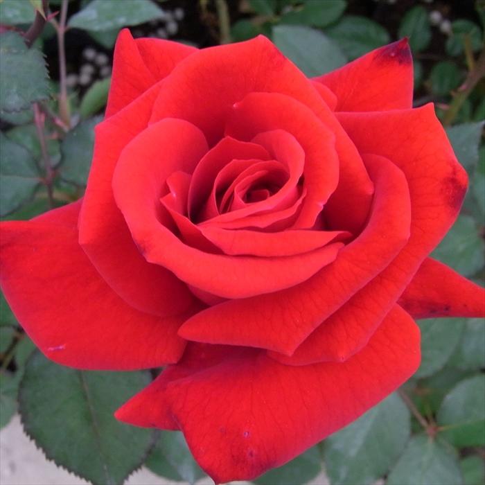 日本花キ流通 【まもなく締め切り】 予約販売 バラ苗 バラ大苗 中輪