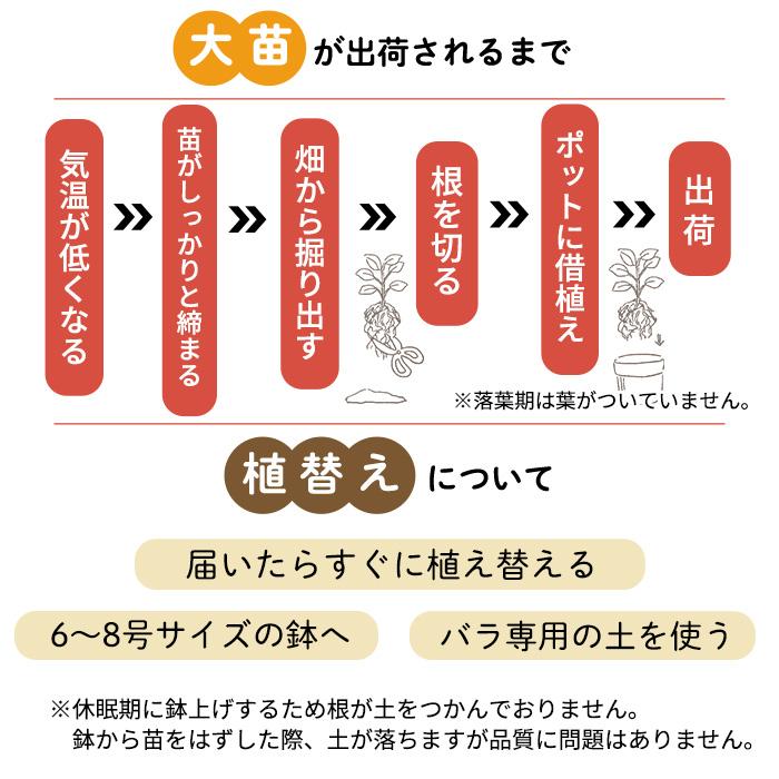 日本花キ流通 予約販売 バラ苗 バラ大苗 中輪 ガルテンツァウバー'84