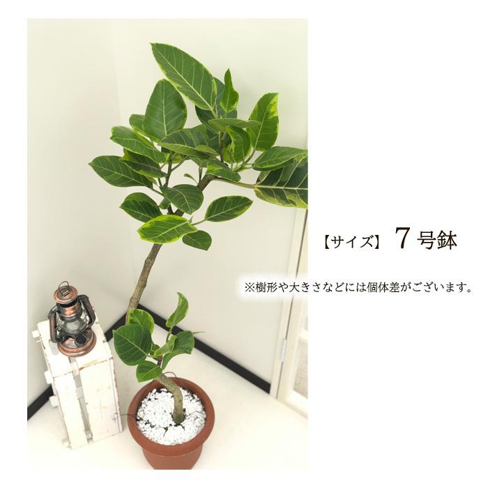日本花キ流通 観葉植物 フィカス アルテシマ ゴムの木 7号鉢