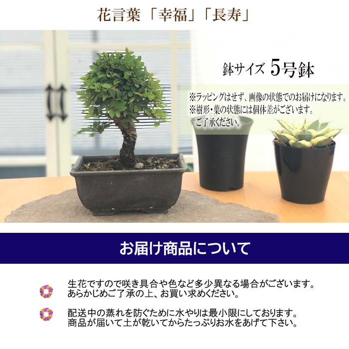 ニレケヤキ ミニ盆栽 鉢植え 盆栽 けやき ミニチュア