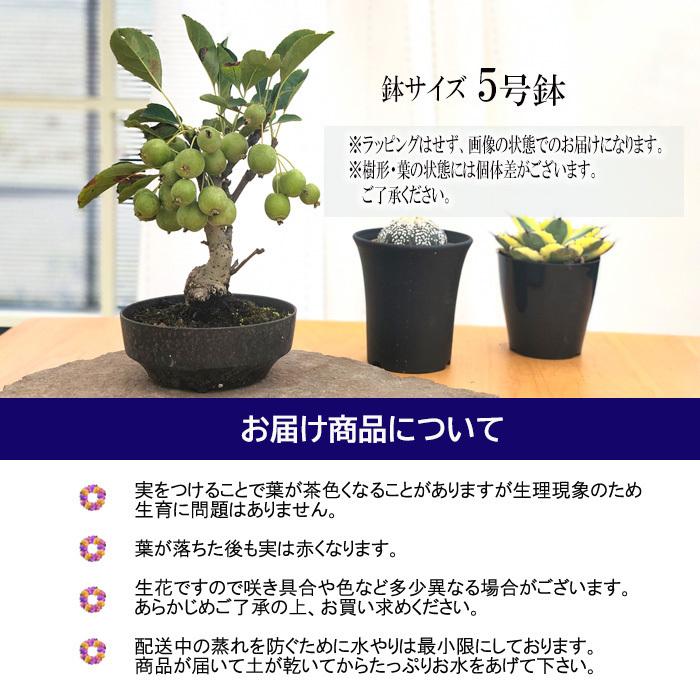 敬老の日 姫りんご 5号鉢 送料無料 ギフト 贈り物 プレゼント ヒメリンゴ 姫リンゴ ひめ林檎 盆栽 ミニ盆栽 鉢植え Z フラワーネット日本花キ流通 通販 Yahoo ショッピング