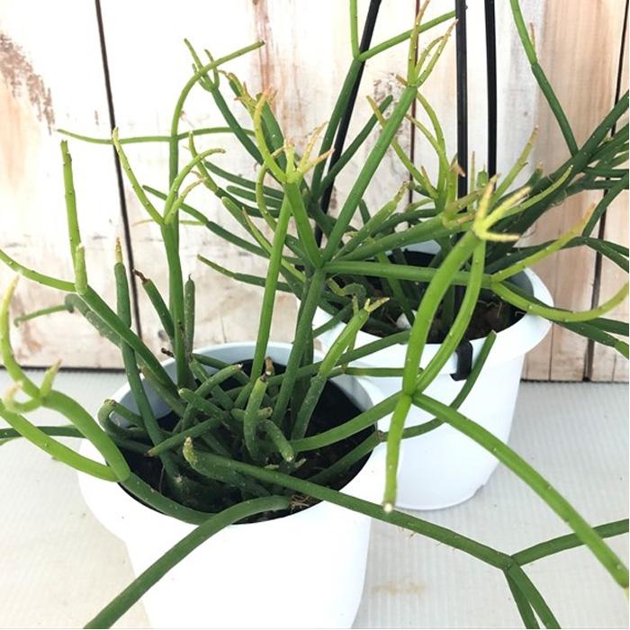 多肉植物 リプサリス シャフェリ 3号鉢 吊り鉢 観葉植物 インテリア おしゃれ Z フラワーネット日本花キ流通 通販 Yahoo ショッピング