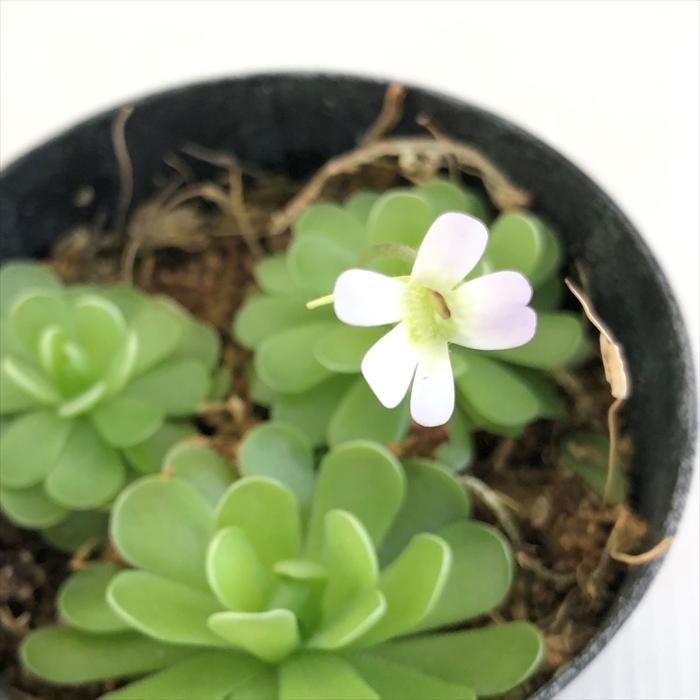 日本花キ流通 ムシトリスミレ 姫足長虫取りスミレ 9cmポット 食虫植物 