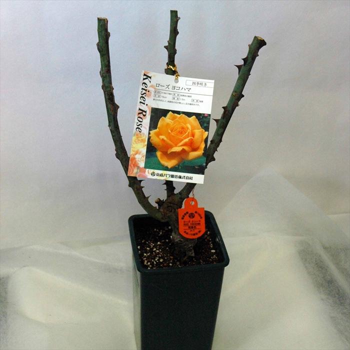 予約販売 バラ苗 バラ大苗 コルデス クリスティアーナ 薔薇 バラ 京成バラ園 大苗 Kso 12月上旬以降発送 Z フラワーネット日本花キ流通 通販 Yahoo ショッピング