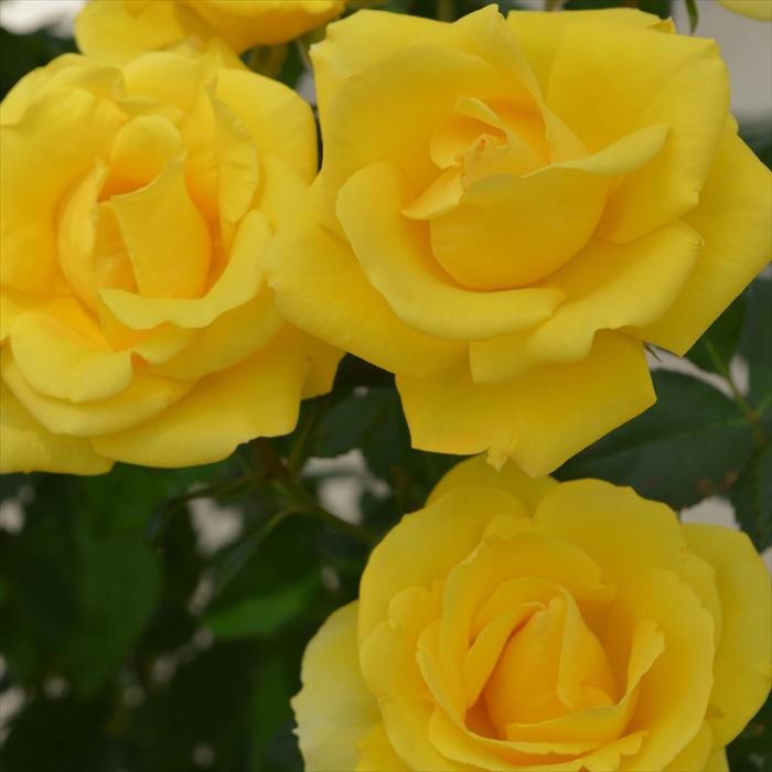 予約販売 バラ苗 バラ大苗 メイアン レヨン ドゥ ソレイユ 登録品種 薔薇 バラ 京成バラ園 大苗 Kso 12月上旬以降発送 Z フラワーネット日本花キ流通 通販 Yahoo ショッピング