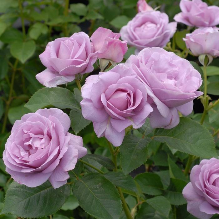 予約販売 バラ苗 バラ大苗 京成バラ園芸 しのぶれど 登録品種 薔薇 バラ 京成バラ園 大苗 Kso 12月上旬以降発送 Z フラワーネット日本花キ流通 通販 Yahoo ショッピング