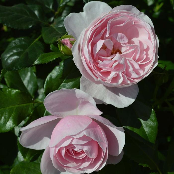 予約販売 バラ苗 バラ大苗 タンタウ ハンス ゲーネバイン 薔薇 バラ 京成バラ園 大苗 Kso 12月上旬以降発送 Z フラワーネット日本花キ流通 通販 Yahoo ショッピング