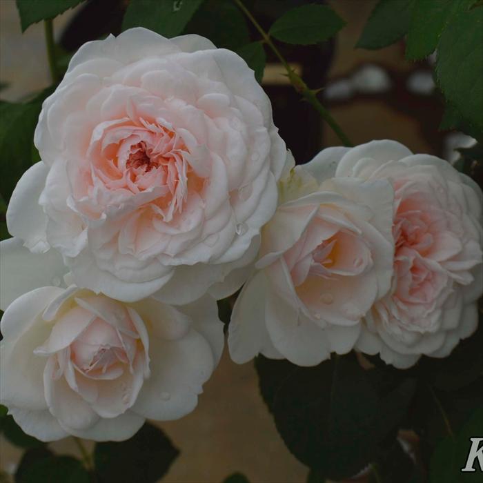 予約販売 バラ苗 バラ大苗 コルデス プリンセス ヴェール 薔薇 バラ 京成バラ園 大苗 Kso 12月上旬以降発送 Z フラワーネット日本花キ流通 通販 Yahoo ショッピング