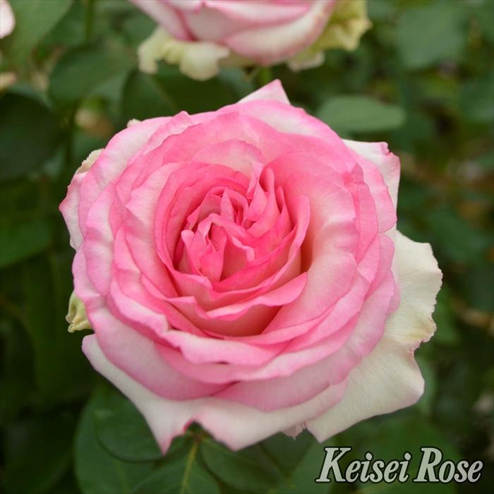 予約販売 バラ大苗 京成バラ園 クシェル バラ 薔薇 バラ苗 Z フラワーネット日本花キ流通 通販 Yahoo ショッピング