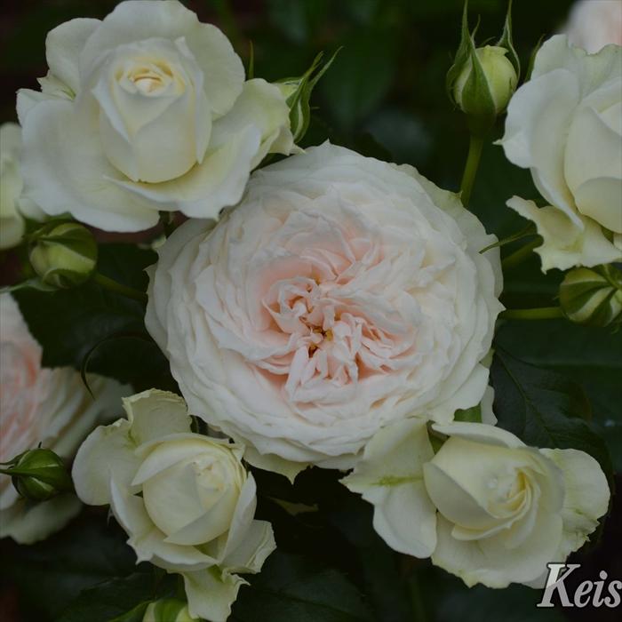 予約販売 バラ苗 バラ大苗 タンタウ クラリス 品種登録出願中 薔薇 バラ 京成バラ園 大苗 Kso 12月上旬以降発送 Z フラワーネット日本花キ流通 通販 Yahoo ショッピング