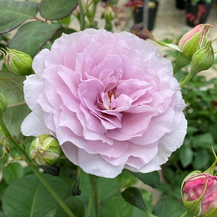 予約販売 バラ苗 バラ大苗 京成バラ園芸 令の風 薔薇 バラ 京成バラ園 大苗 Kso 12月上旬以降発送 Z フラワーネット日本花キ流通 通販 Yahoo ショッピング