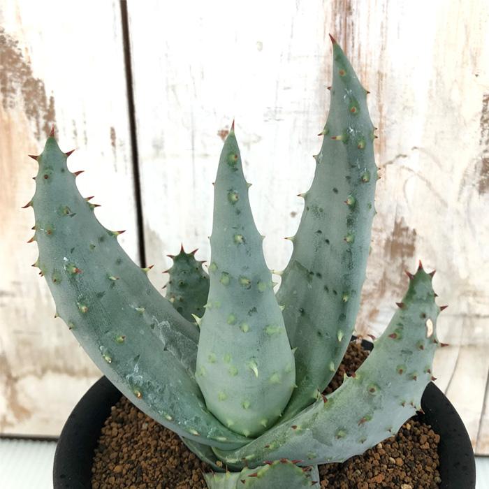 多肉植物 Osアロエ ライツィー おもしろ 多肉植物 9cmポット Z フラワーネット日本花キ流通 通販 Yahoo ショッピング