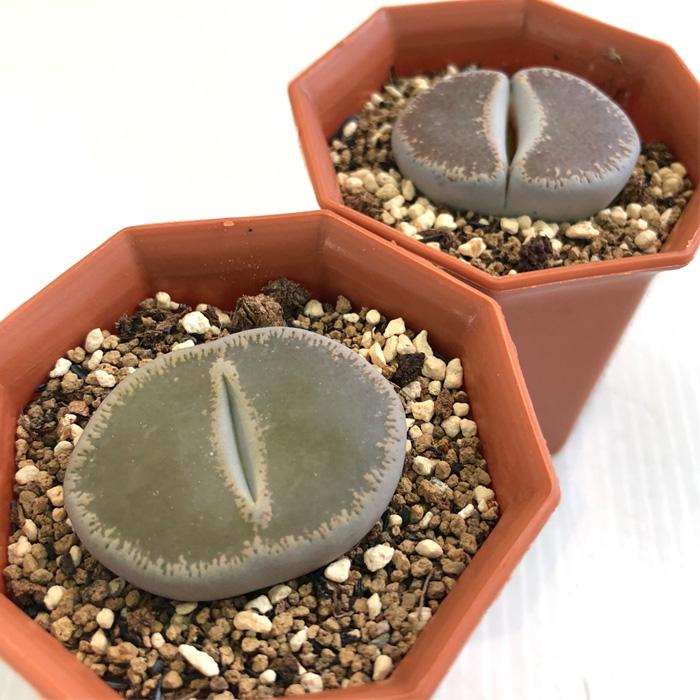 多肉植物 Asリトープス マライシー 多肉植物 メセン 6cmポット Z フラワーネット日本花キ流通 通販 Yahoo ショッピング