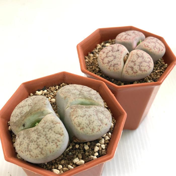 日本花キ流通 多肉植物 asリトープス 曲玉 多肉植物 メセン 6cmポット