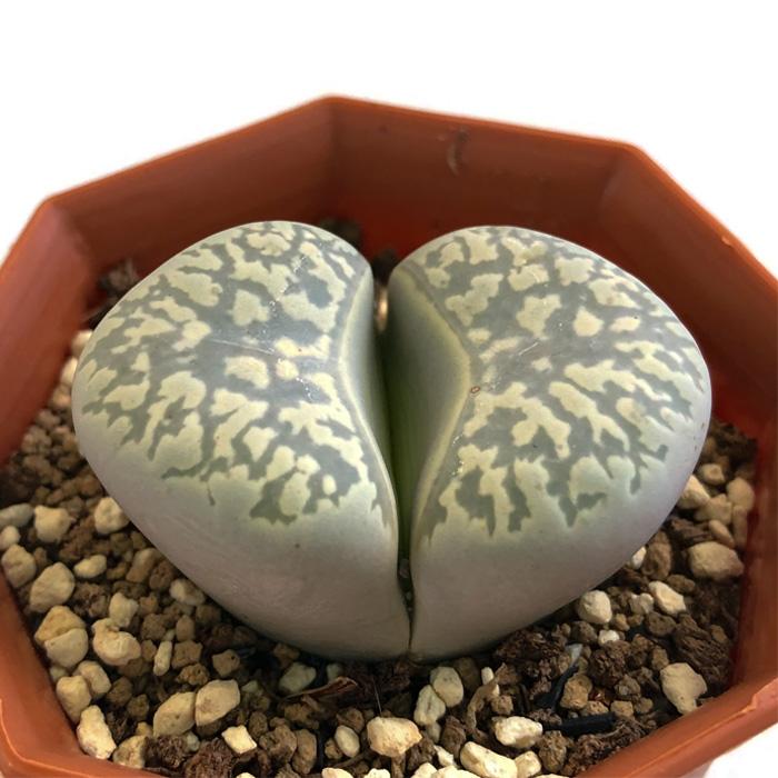 専用❤️速達付き同梱-250円　リトープス 翠娥玉 （曲玉の変異種) 鉢のまま リトープス：麗春玉（れいしゅんぎょく）2.5号鉢 の通販 | 園芸