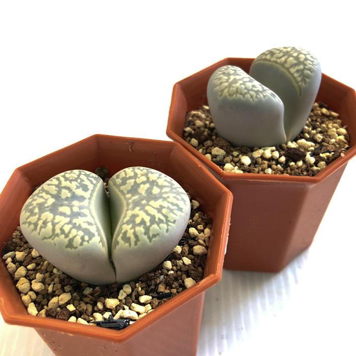 多肉植物リトープス 大玉 緑光陽玉入りカラフルセット S59 土付き 匿名