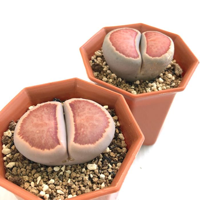 日本花キ流通 多肉植物 asリトープス 紅窓玉 多肉植物 メセン 6cm