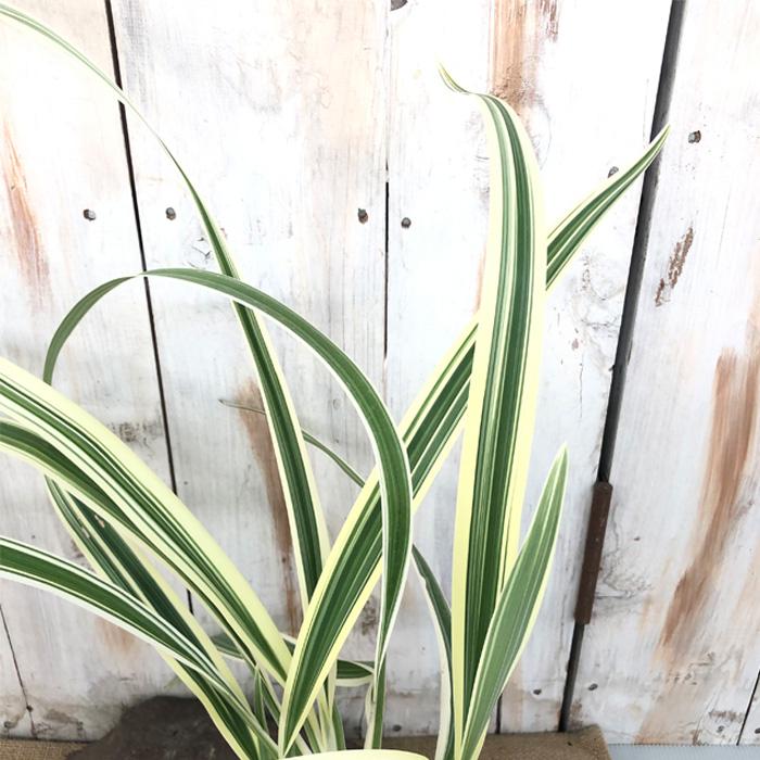 日本花キ流通 ディアネラ 苗 ホワイトバリエガータ 9cmポット 斑入り