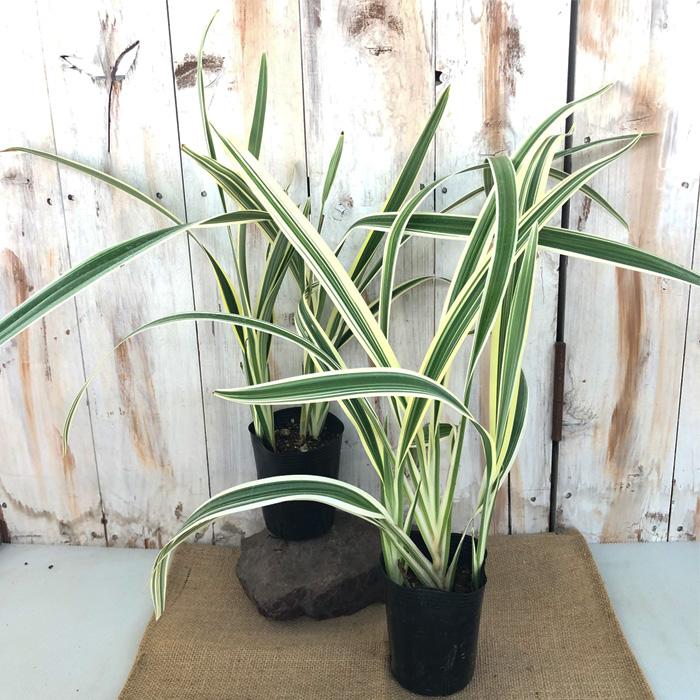 日本花キ流通 ディアネラ 苗 ホワイトバリエガータ 9cmポット