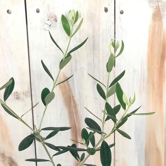 日本花キ流通 オリーブ 苗 バーデル 10.5cmポット 観葉植物 オリーブの