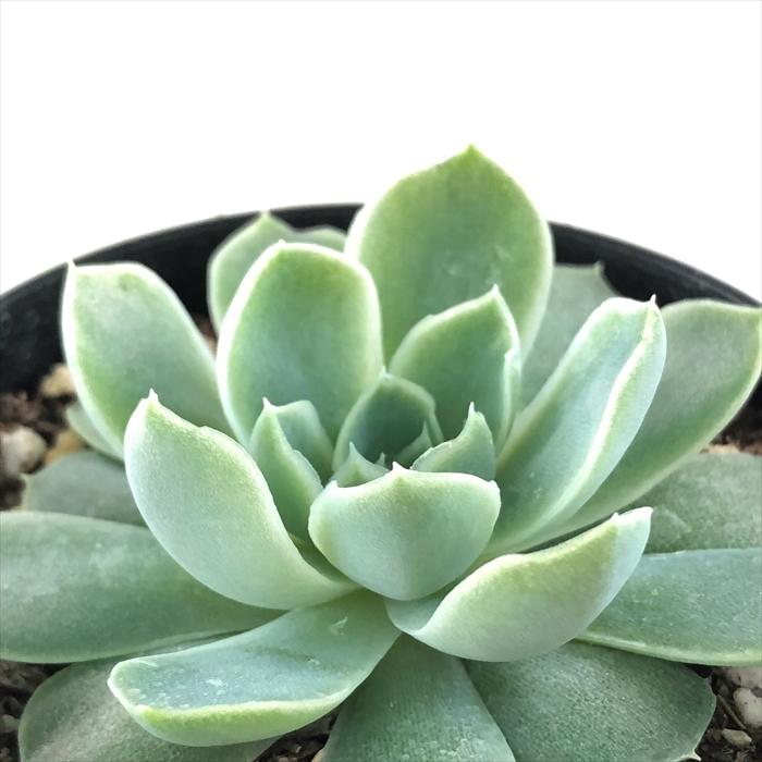 多肉植物 Skエケベリア サハラ シムランス アルビカンス 多肉植物 エケベリア 7 5cmポット Z フラワーネット日本花キ流通 通販 Yahoo ショッピング