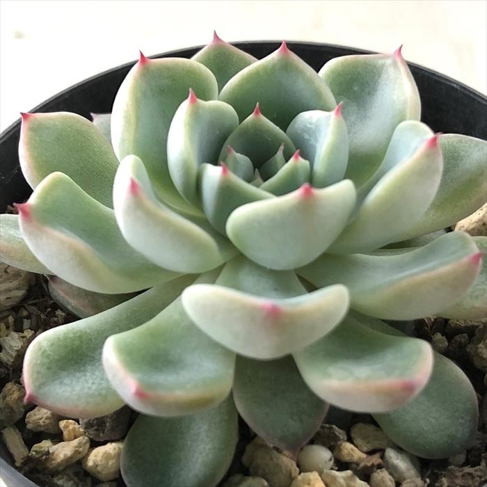 日本花キ流通 多肉植物 skエケベリア ホワイトザラゴーサ 日本花キ流通 多肉植物 skエケベリア ホワイトザラゴーサ