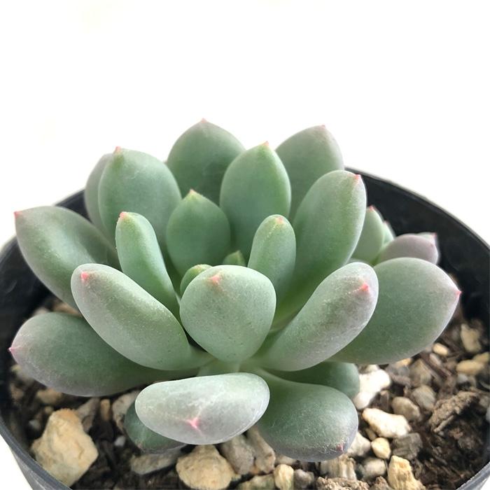 日本花キ流通 多肉植物 skエケベリア ピーチガール 多肉植物