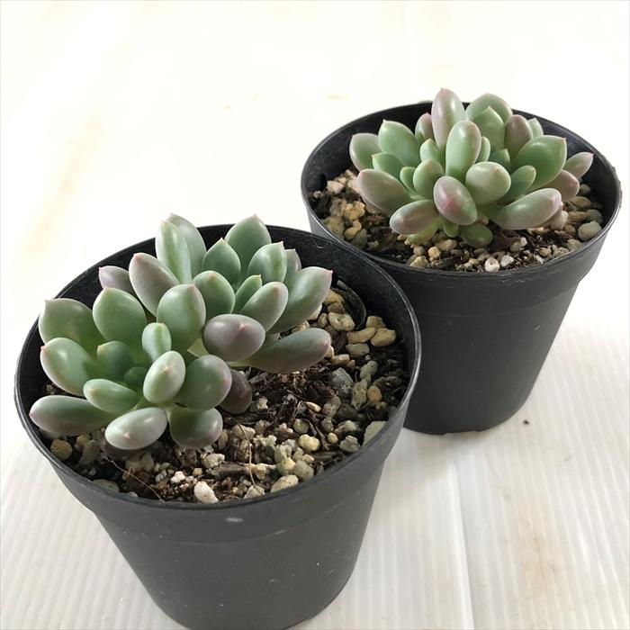 日本花キ流通 多肉植物 skエケベリア ピーチガール 多肉植物