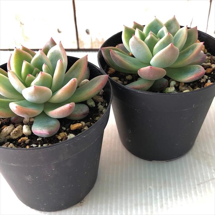 日本花キ流通 多肉植物 skエケベリア ブルーシャトー 多肉植物